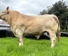 Ch Bull
