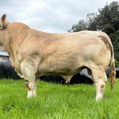 Ch Bull