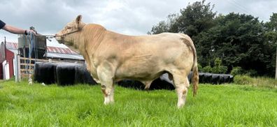 Ch Bull