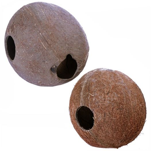 Whole Coconut - Terrario CocoCave
