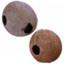 Whole Coconut - Terrario CocoCave Image 4