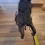 vintage leather horse Image 4