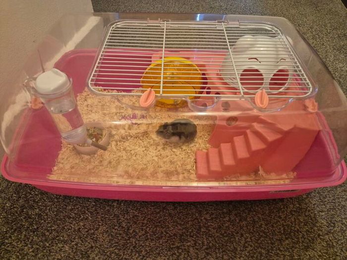 hamster and cage FREE