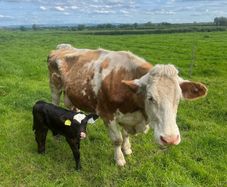 Suckler cow and calve
