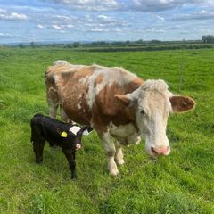 Suckler cow and calve