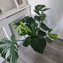 indoor plant Image 2