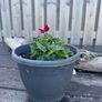 plants Image 8
