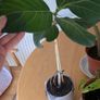 House plants Image 6
