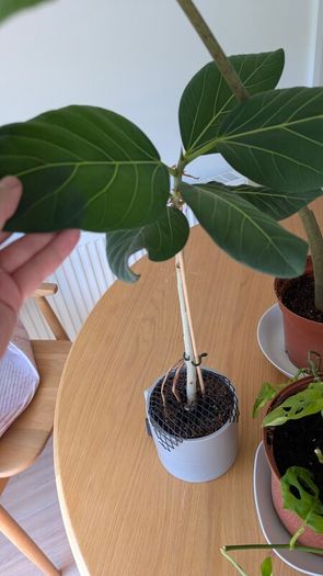 House plants