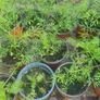 plants Image 7