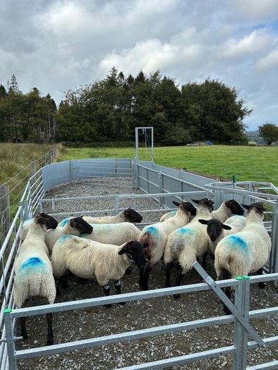 Suffolk cross hoggets (10 available)