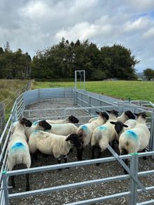 Suffolk cross hoggets (10 available)