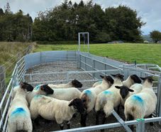 Suffolk cross hoggets (10 available)