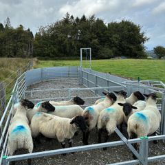Suffolk cross hoggets (10 available)