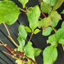 Cornus Alba Sibirica Dogwood plants Image 3