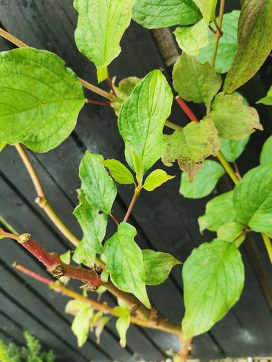 Cornus Alba Sibirica Dogwood plants