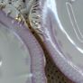 Late 19th century bone china Cake plates Image 4