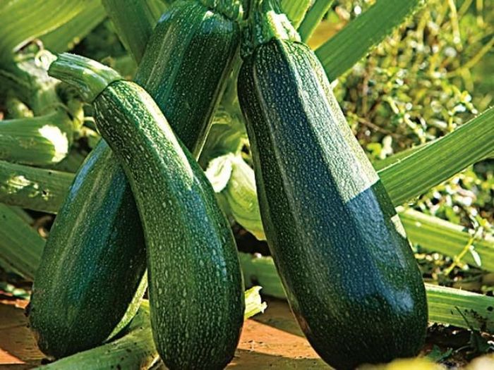 Organic Courgettes and Cucumbers.