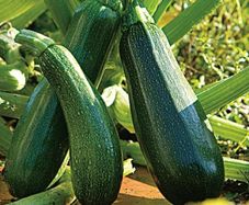 Organic Courgettes and Cucumbers.