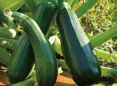 Organic Courgettes and Cucumbers.