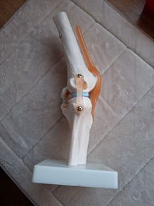 Life Size Flexible Knee Joint Anatomical Model Skelton Functional Ligament Medical Model in Perfect Condition