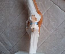 Life Size Flexible Knee Joint Anatomical Model Skelton Functional Ligament Medical Model in Perfect Condition