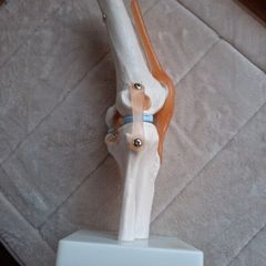 Life Size Flexible Knee Joint Anatomical Model Skelton Functional Ligament Medical Model in Perfect Condition