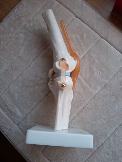 Life Size Flexible Knee Joint Anatomical Model Skelton Functional Ligament Medical Model in Perfect Condition