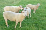 Charollais Rams Suffolk Rams