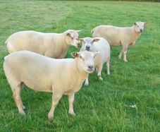 Charollais Rams Suffolk Rams