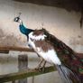 Peafowl hatching eggs Image 10
