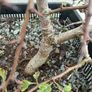 Native Irish Hawthorn Bonsai #2 Image 2