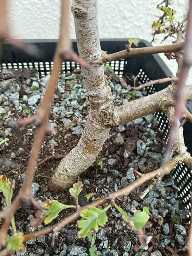 Native Irish Hawthorn Bonsai #2
