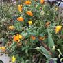 Euro3 for 250+ assorted Marigold seeds Image 8