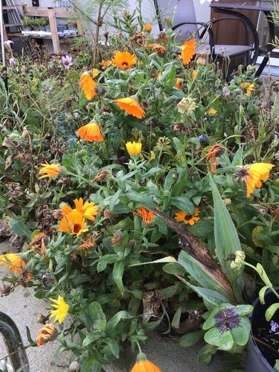Euro3 for 250+ assorted Marigold seeds