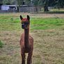 Alpaca Image 4