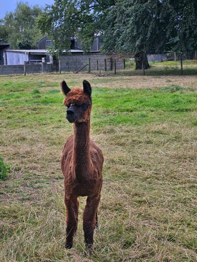 Alpaca