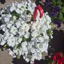 Hanging basket Image 2