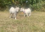 Twin Male Pigmy Goats