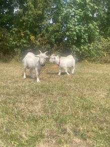 Twin Male Pigmy Goats