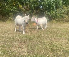 Twin Male Pigmy Goats