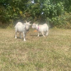 Twin Male Pigmy Goats