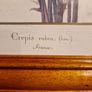 1980's Crepis Rubra framed picture Image 7