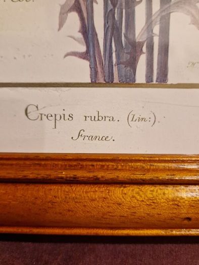 1980's Crepis Rubra framed picture