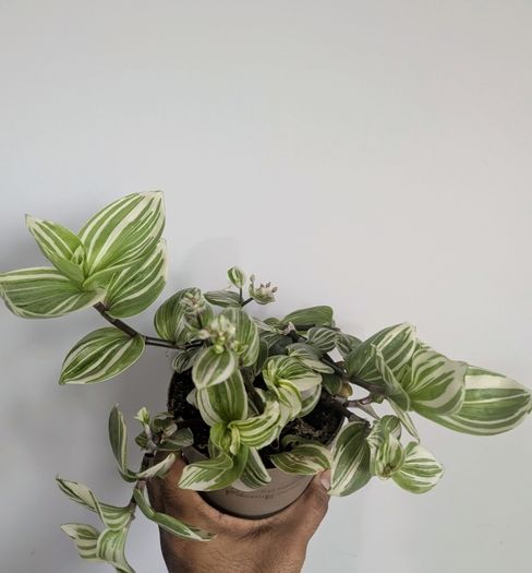Tradescantia Plant