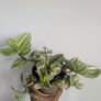 Tradescantia Plant Image 2