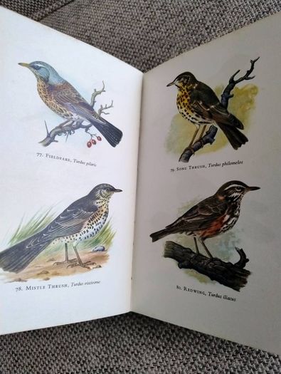Birds in Colour by Bruce Campbell 1974 hardback with dustcover in good condition with some signs of wear on the dustcover see photos over 200 colour illustrations FREE STANDARD POSTAGE INCLUDED