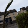 New Zealand Flax in antique chimney pot. Image 2