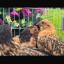 Call ducks pigeons mandarin bantam ferrets Image 10