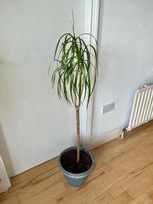 dracaena